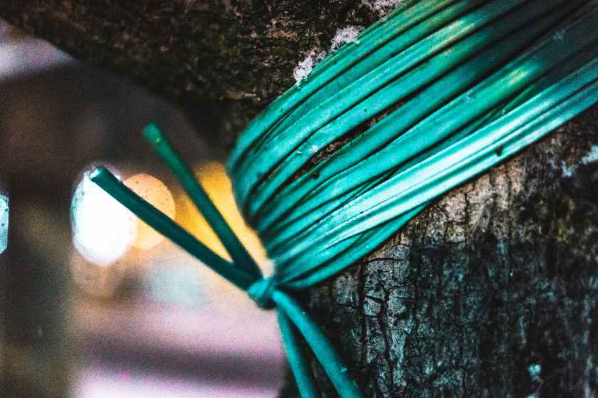 green rope tied on tree